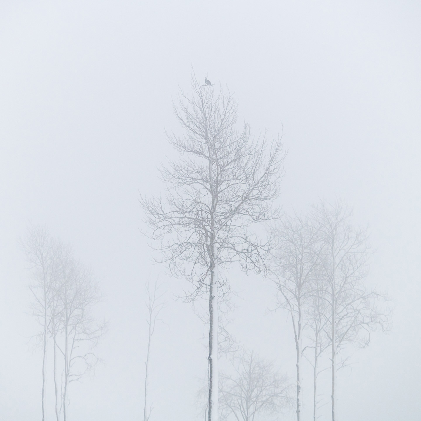 Grouse tree