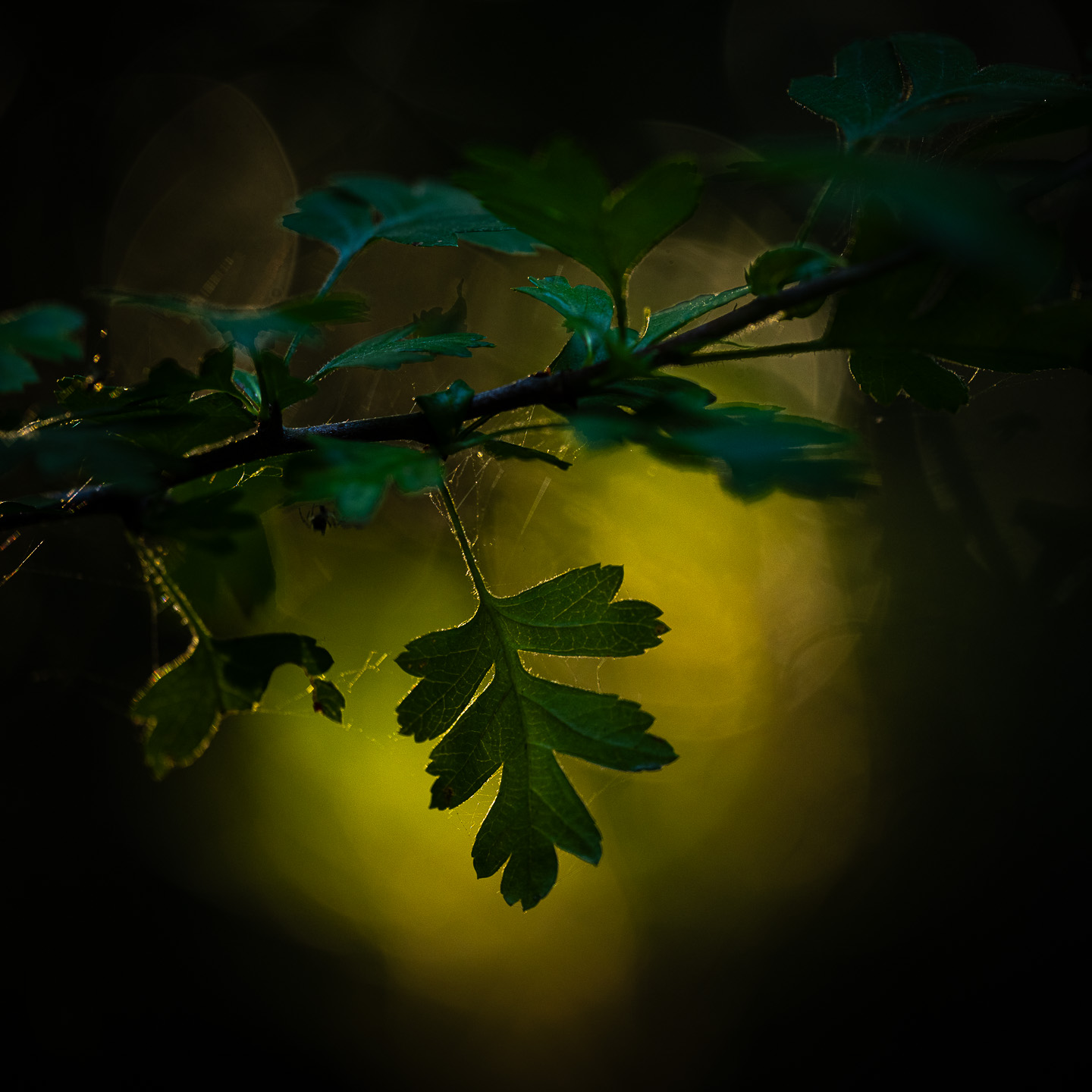 ash leaf
