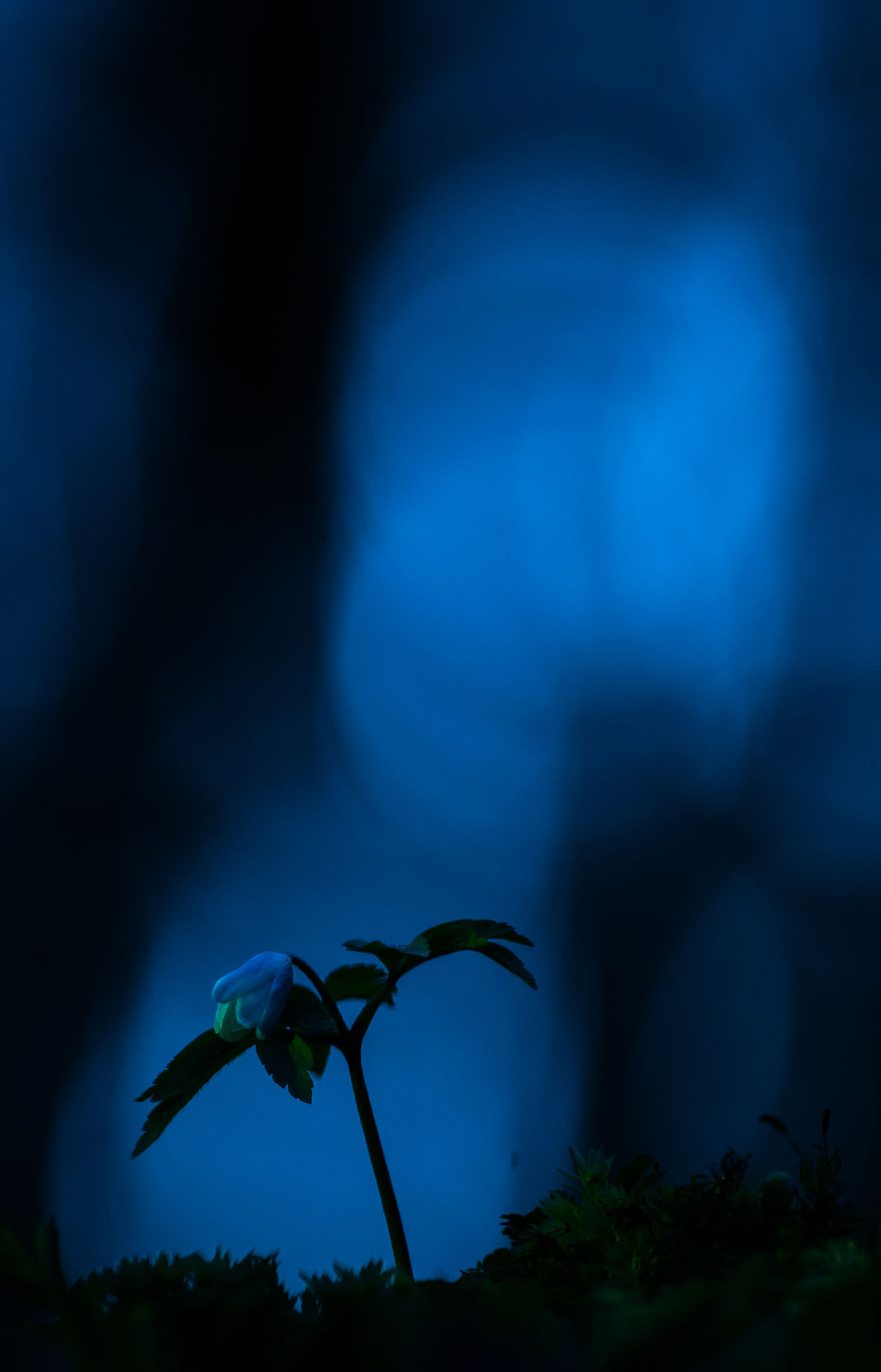 Twilight