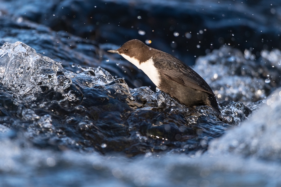 Black-bellied dipper #2 Kuusamo, Finland