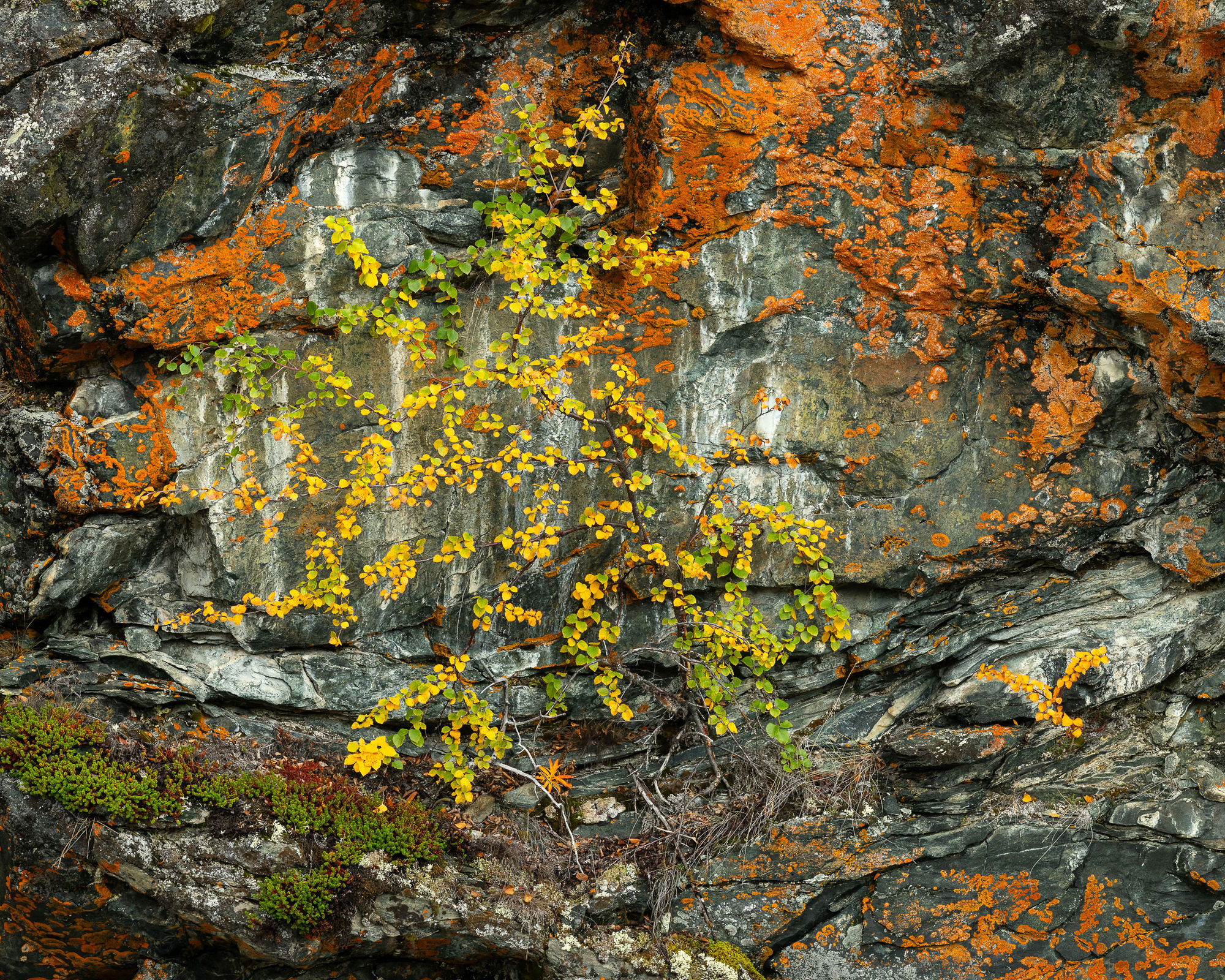 Birch rock