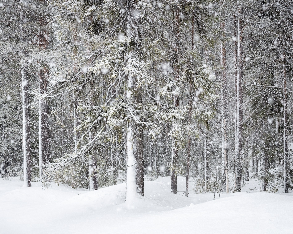 Evergreen snowfall ​​​​​​​Kuusamo, Finland
