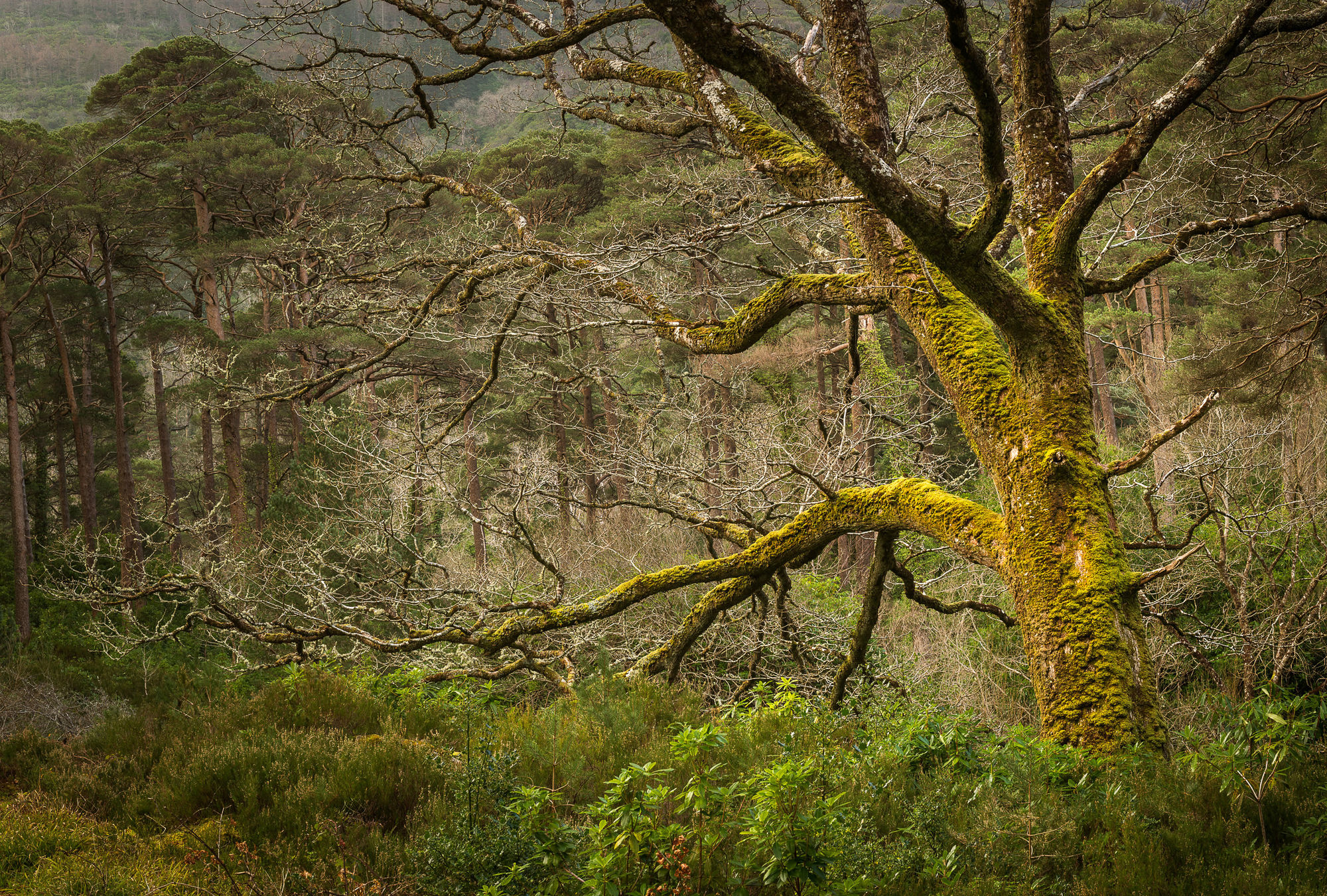 Ireland oak