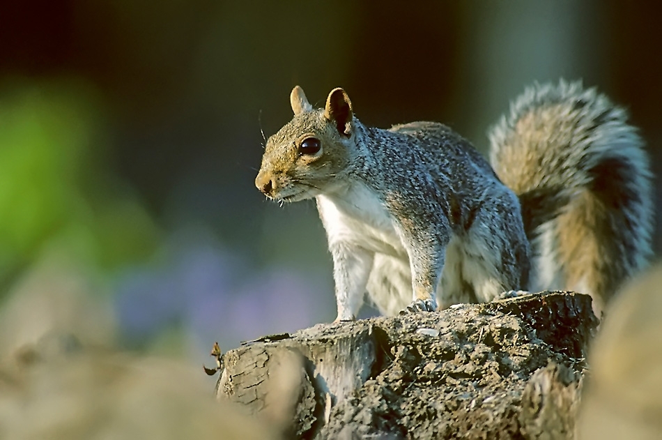 Grey squirrel