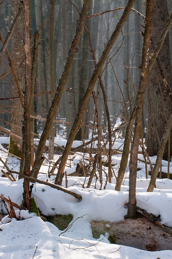 Strictly Protected Area ​​​​​​​Bialowieza, Poland