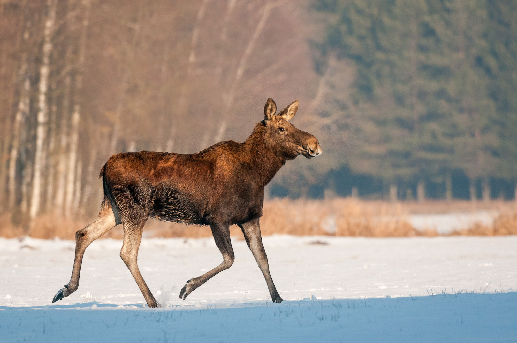 Elk snow