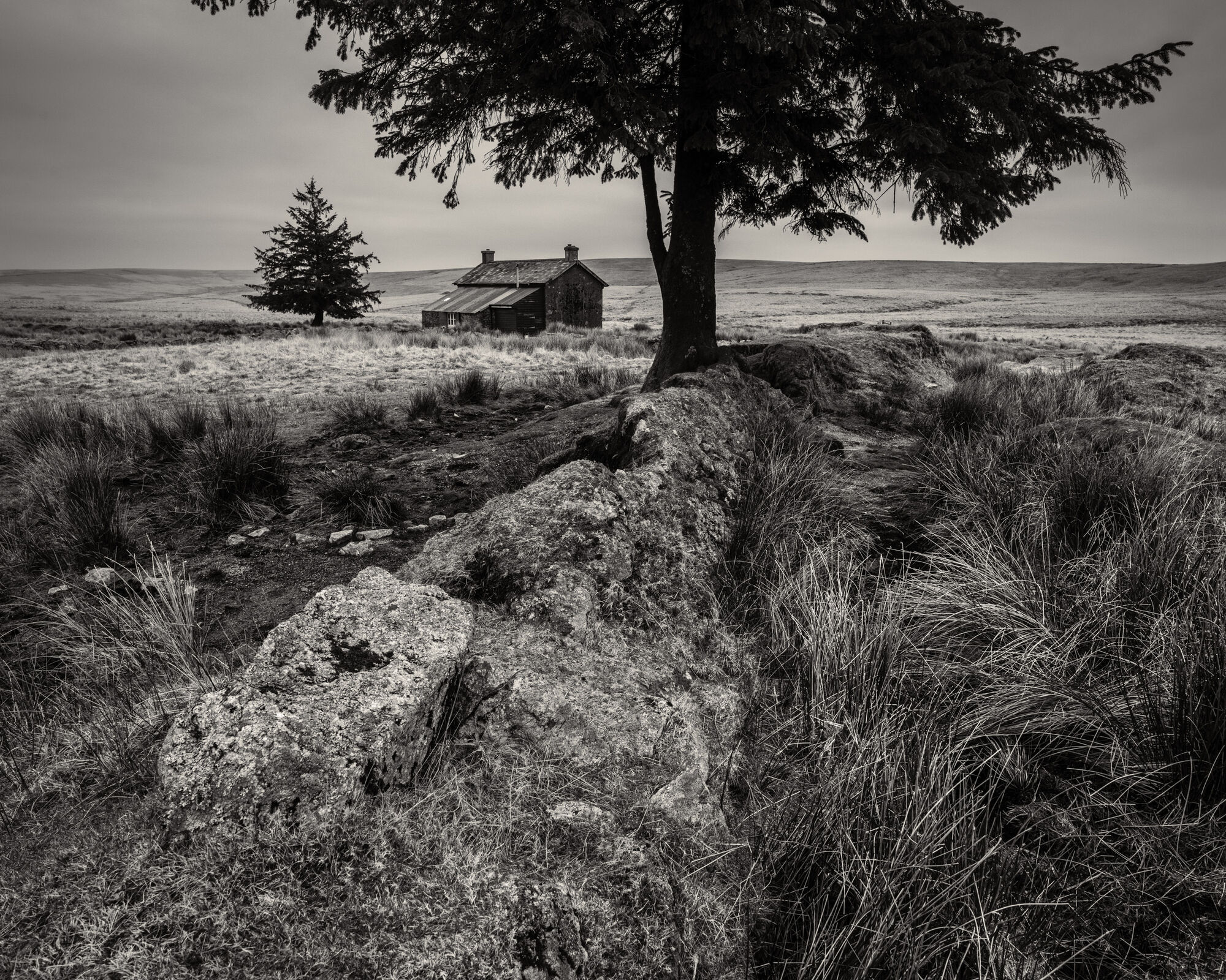 cottage tree in middle