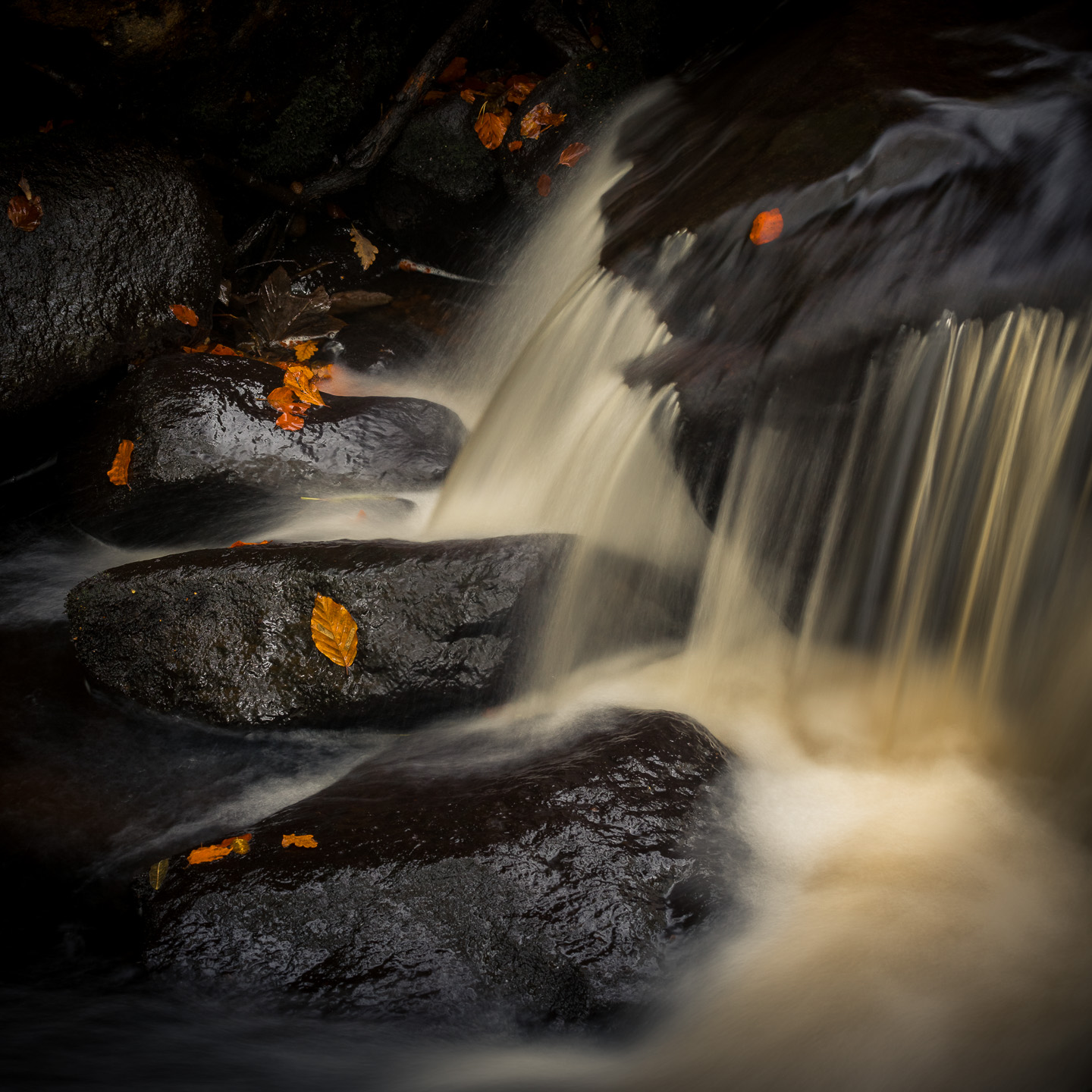 square padley rocks and leaves