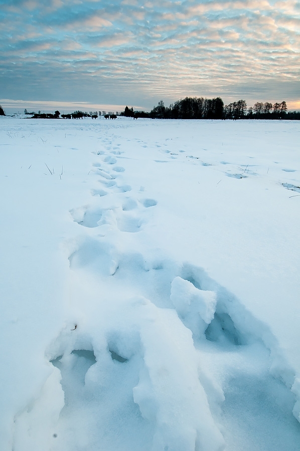European bison tracks Bialowieza, Poland