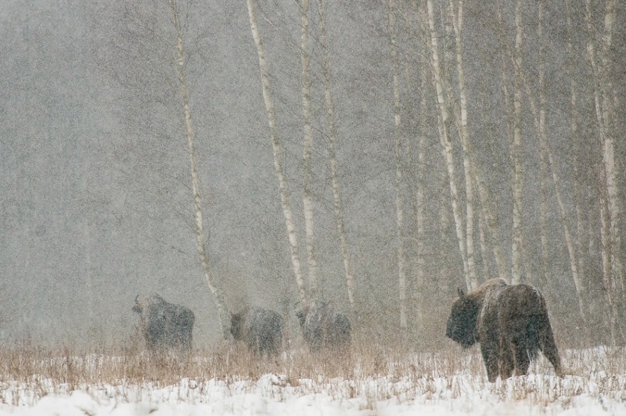 European bison ​​​​​​​​​​​​​​​​​​​​​Bialowieza, Poland