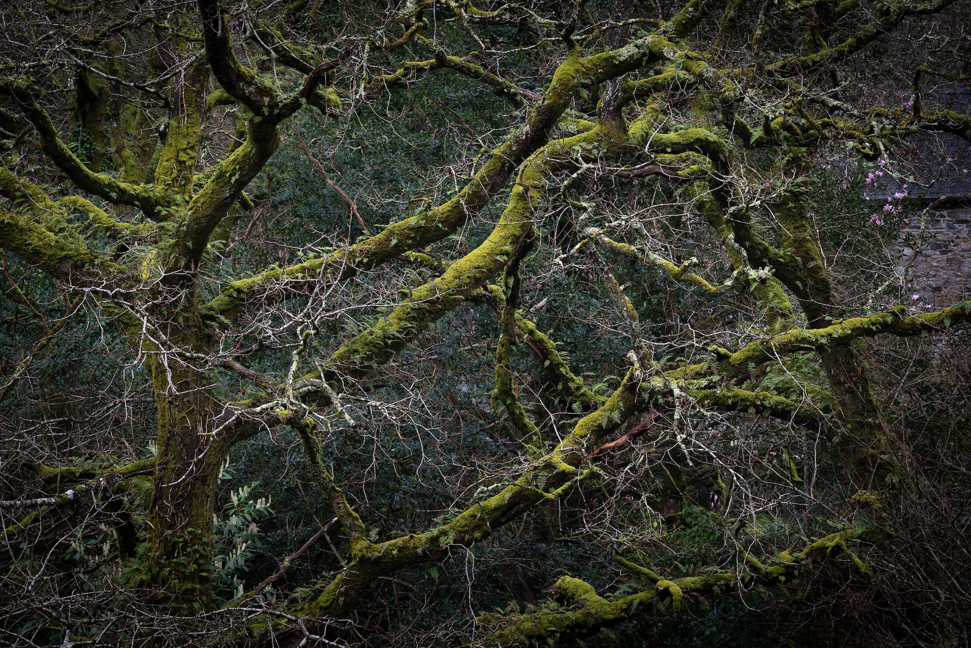 Dartmoor twisted oak