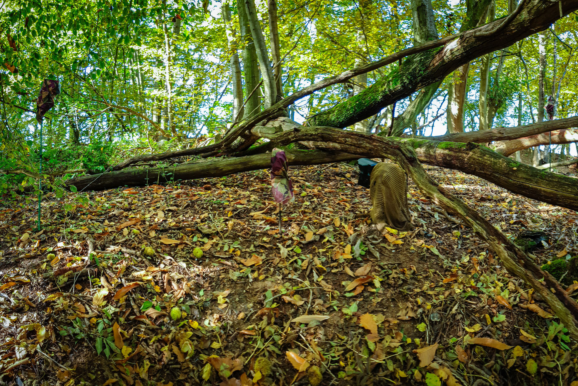 Camera Trapping