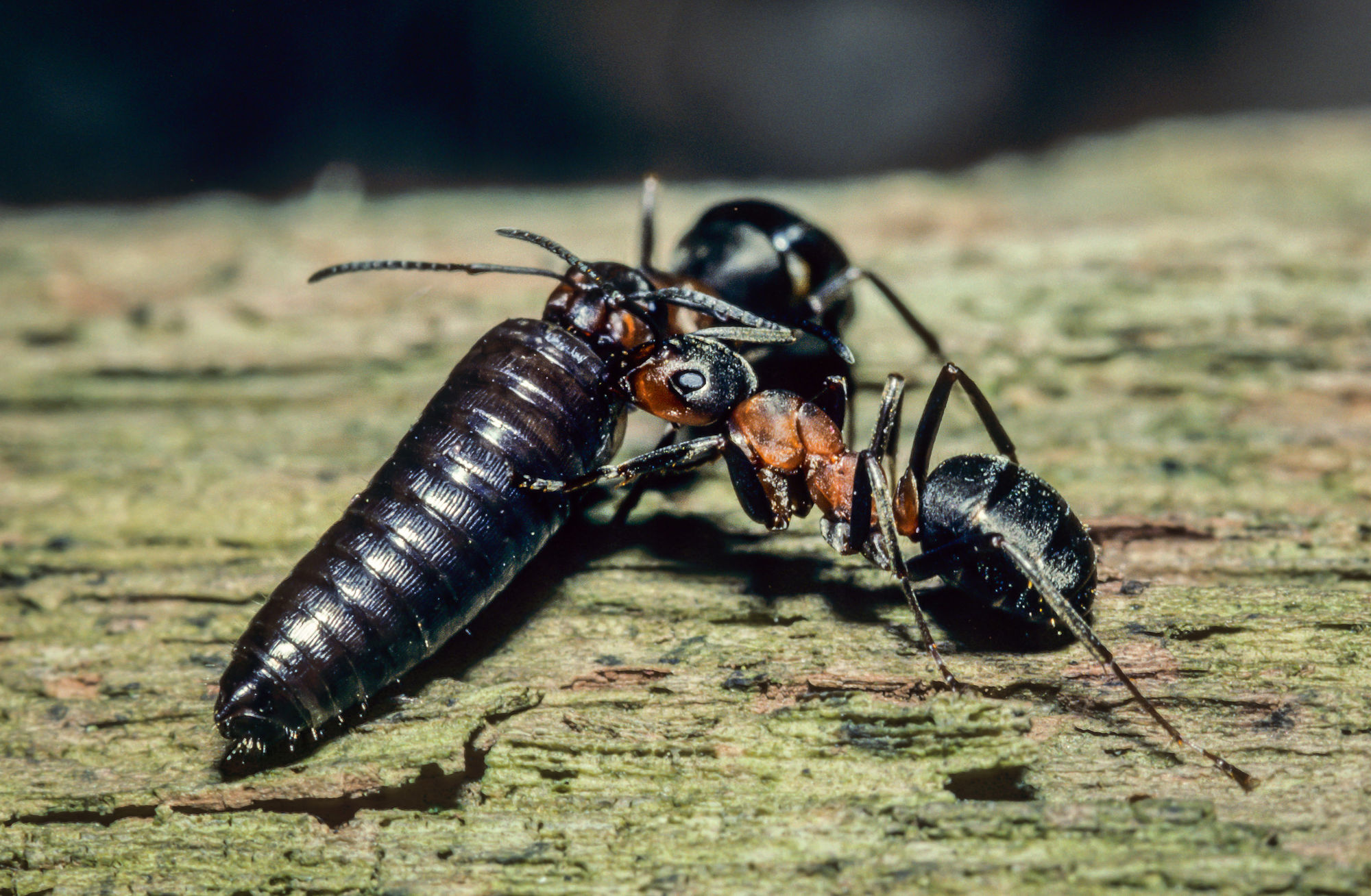 Ant leatherjacket