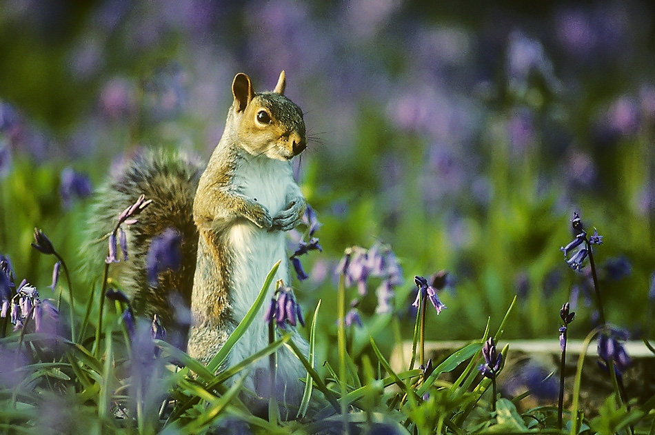 Young grey squirrel in bluebells