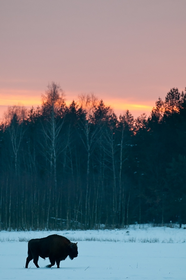 European bison at sunset ​​​​​​​​​​​​​​Bialowieza, Poland