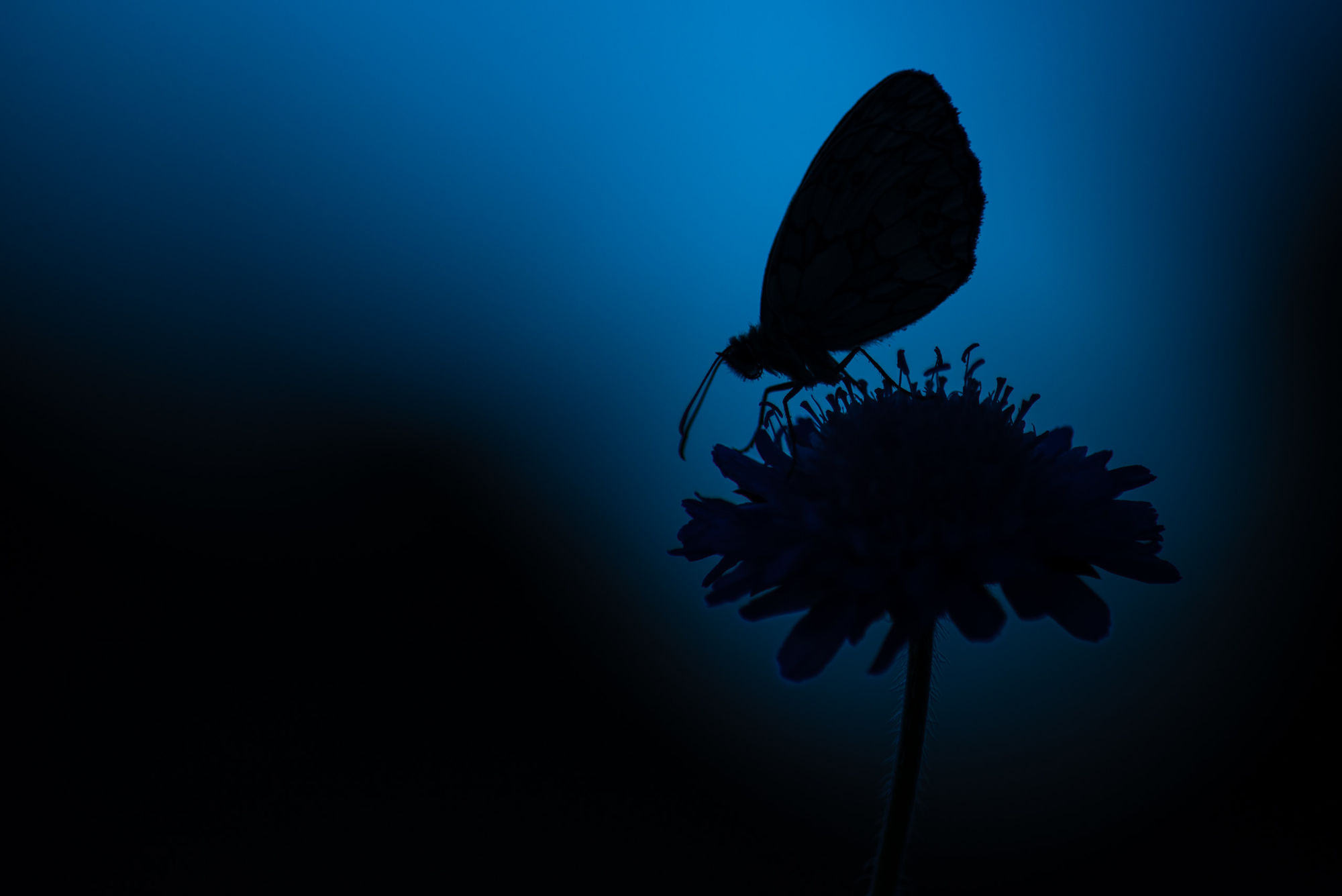 Marbled white at dusk