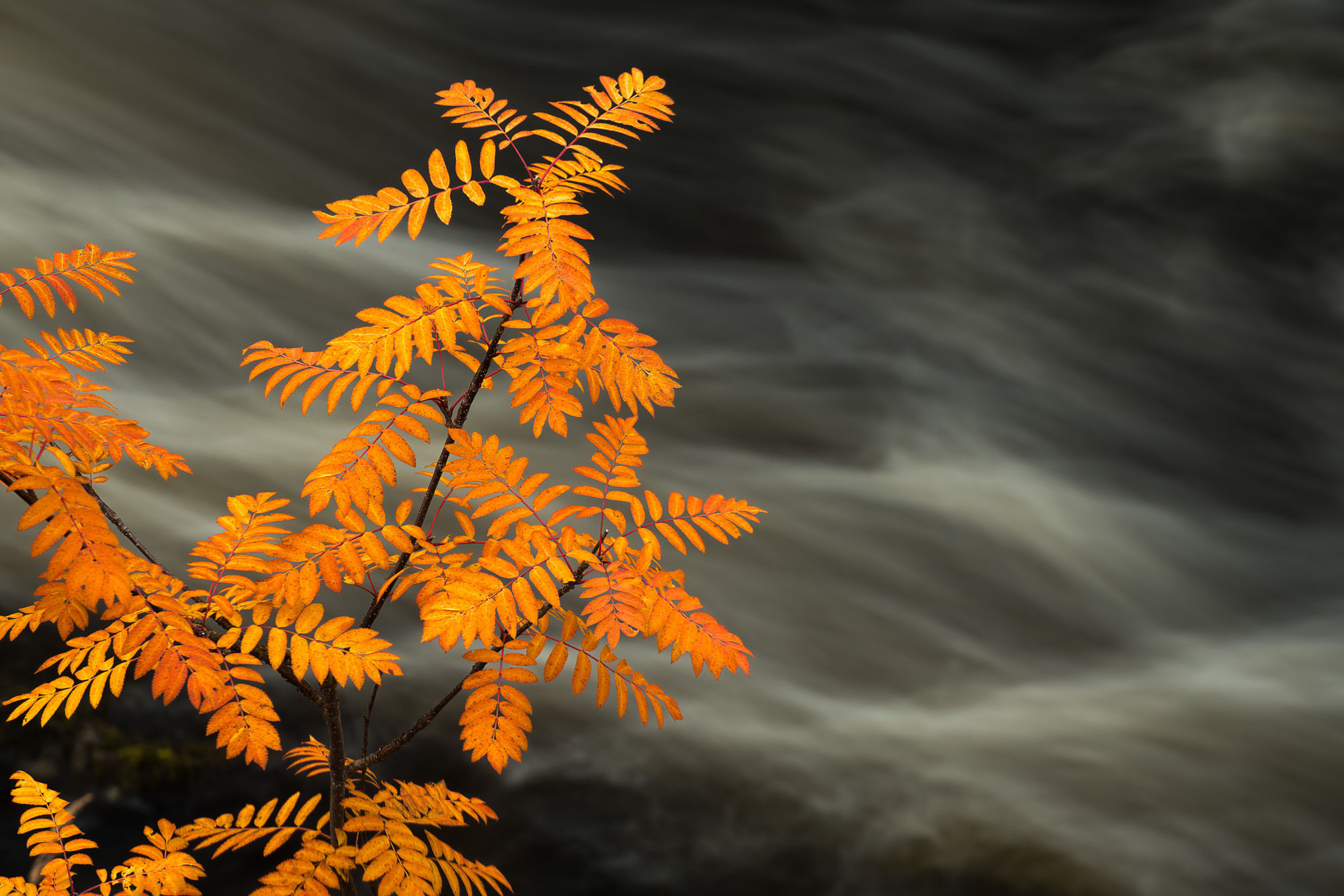 autumn rowan stream