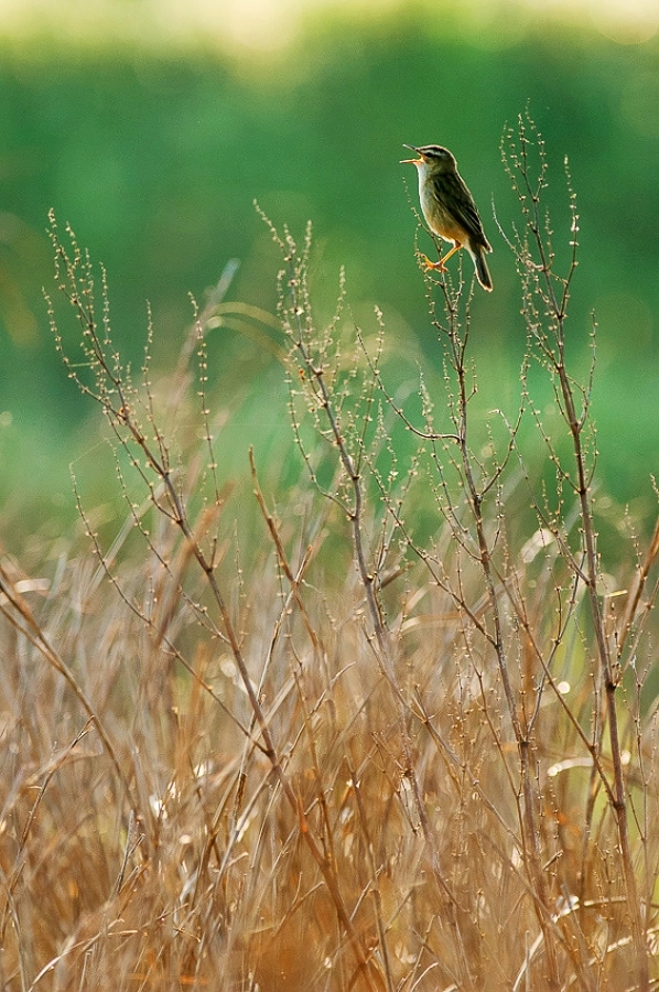 Sedge warbler singing