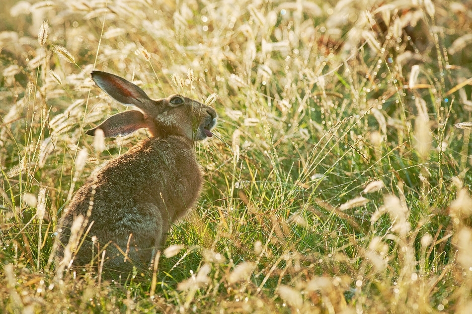 Hare feeding on dewy grass