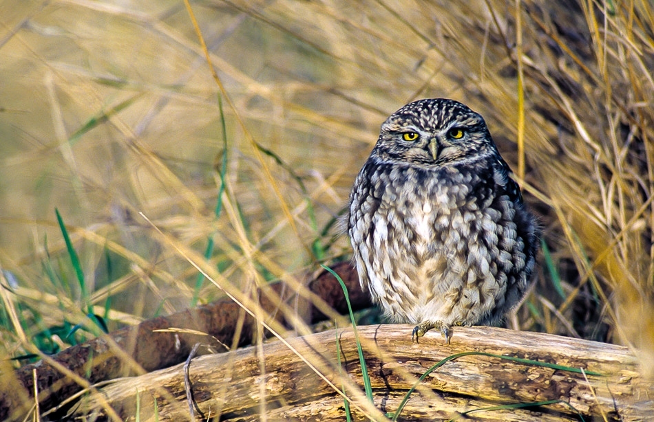 Little owl