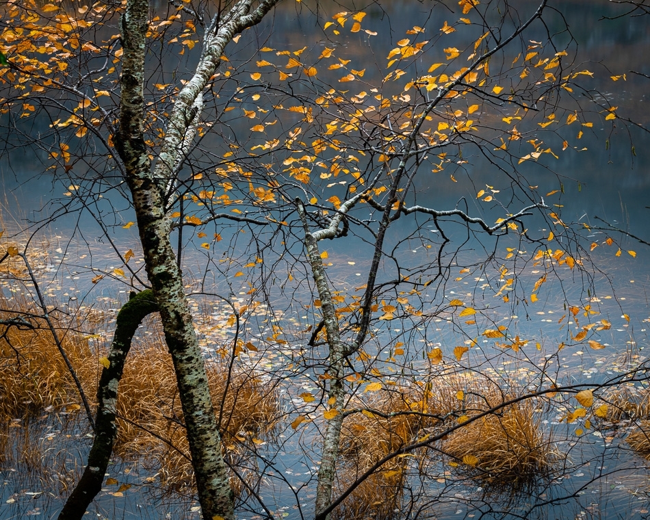 Birch and upland pool ​​​​​​​Killarney National Park