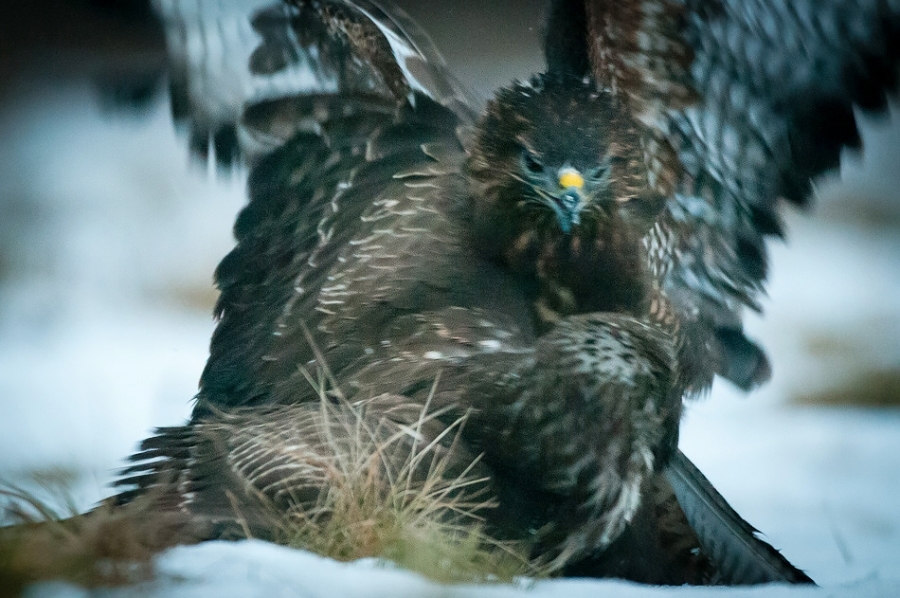Common buzzards fighting Bialowieza, Poland