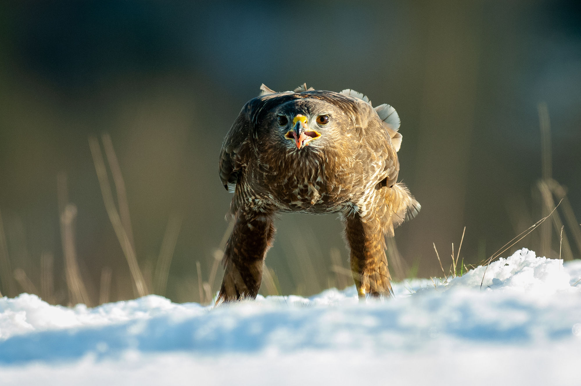Common Buzzard