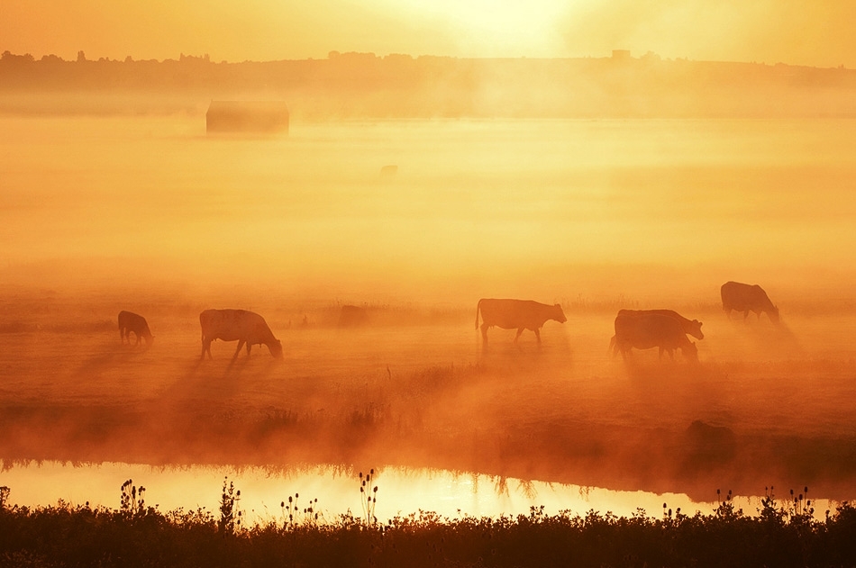 Cattle grazing