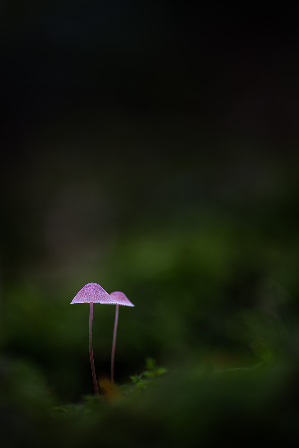 Mycena negative space