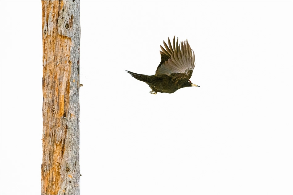 Black woodpecker in flight ​​​​​​​Kuusamo, Finland