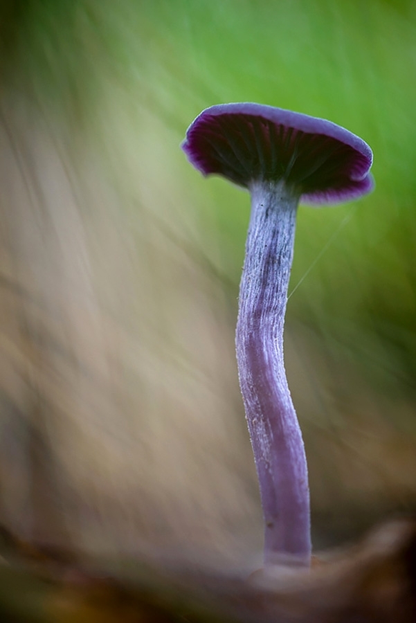 Mycena sp.