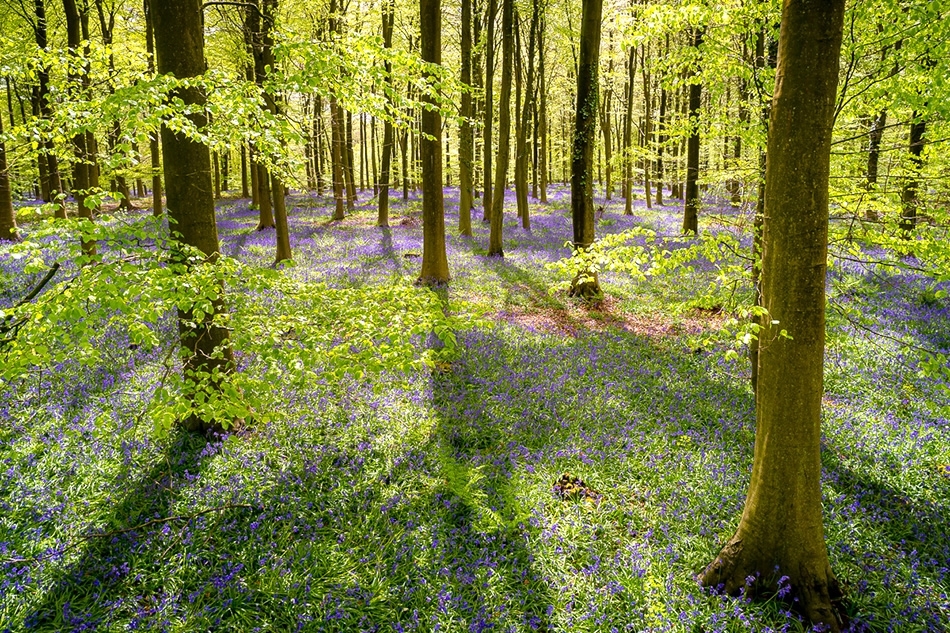 Aerial of bluebells in a beechwood in spring Kent, England