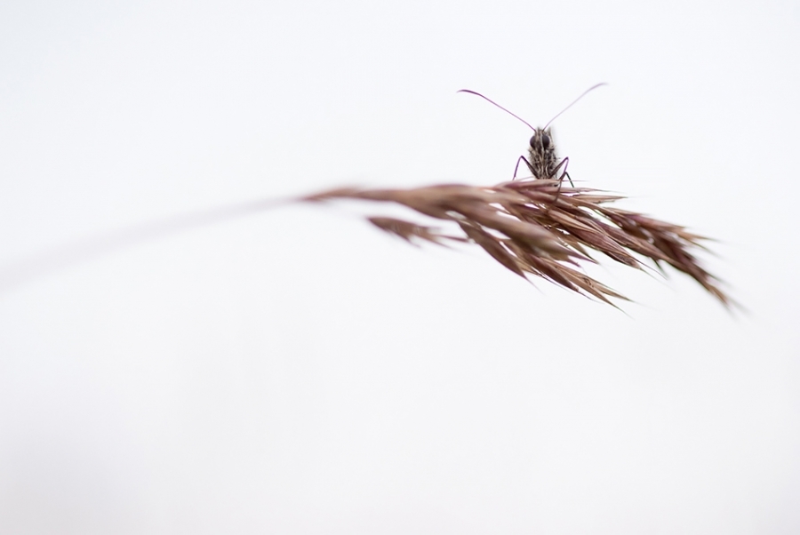 Marbled white butterfly #3