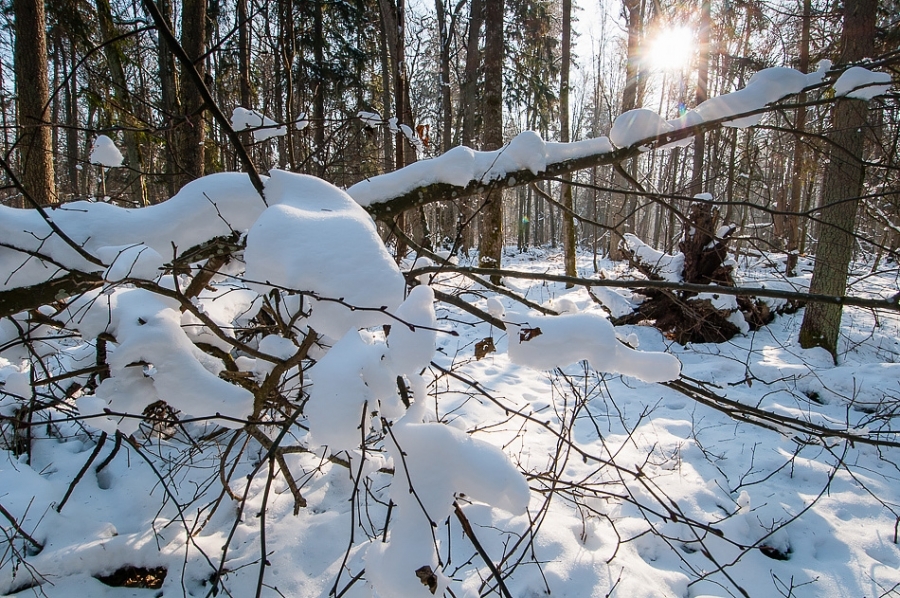 Strictly Protected Area ​​​​​​​Bialowieza, Poland