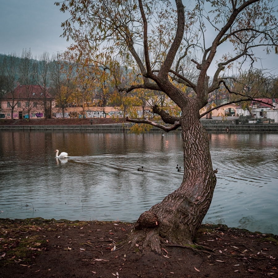 Riverside tree and swan Prague, Czech Republic