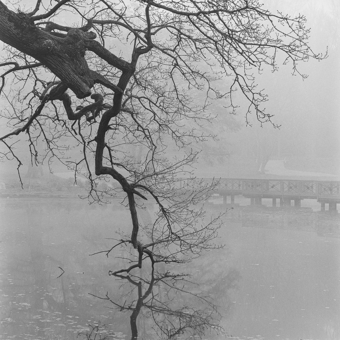 Leeds castle fog branch in water