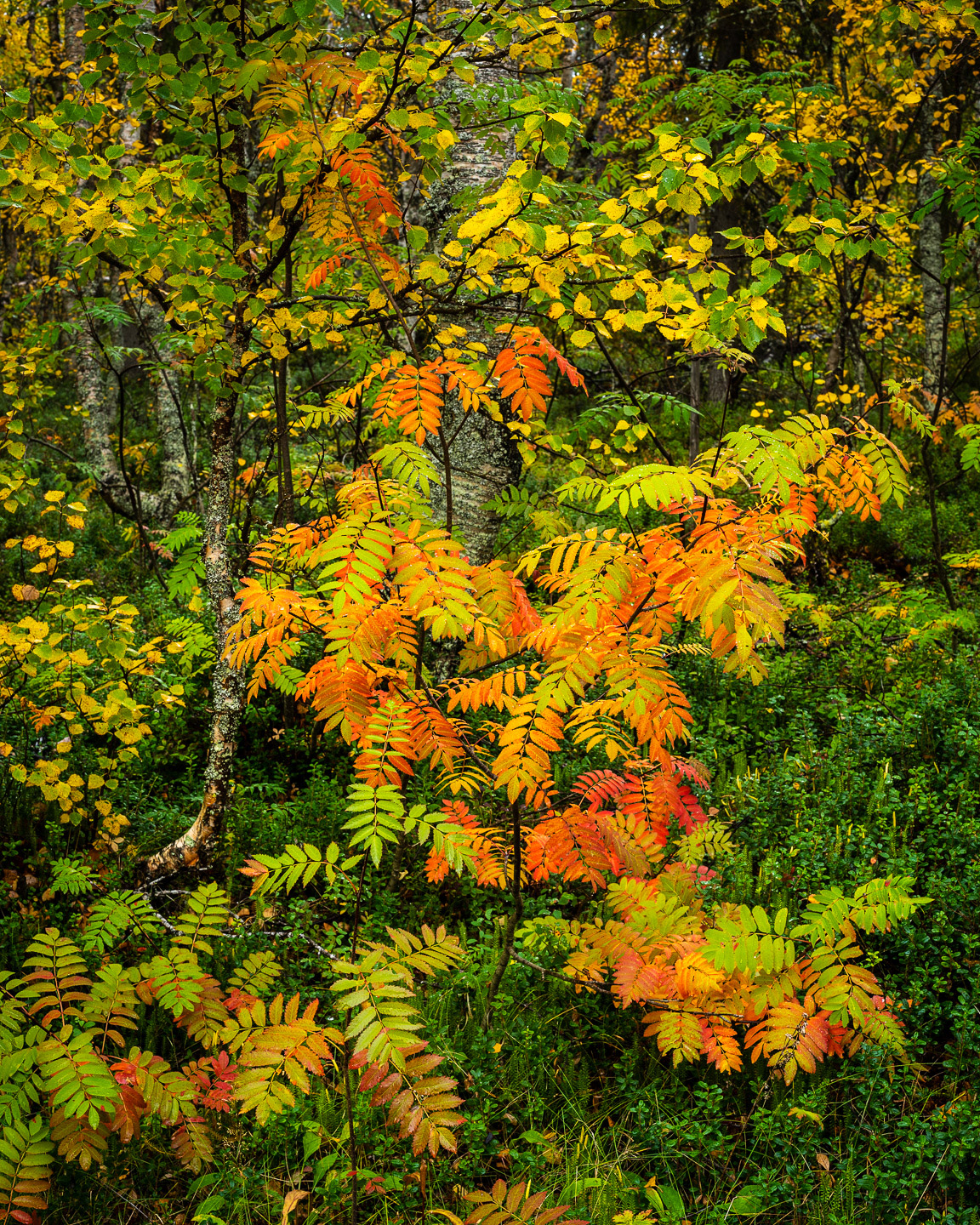 autumn rowan cabins
