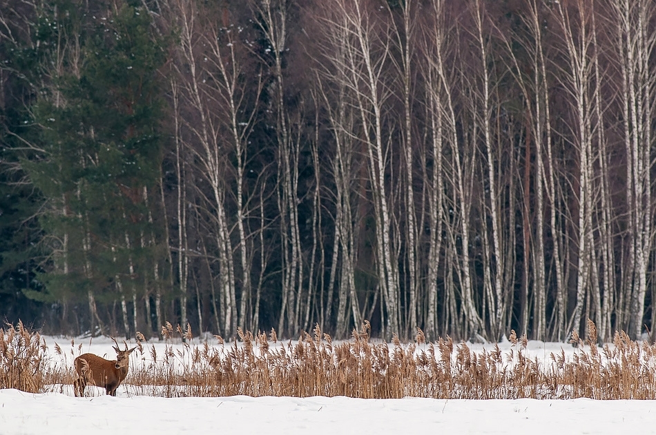 Roe deer Bialowieza, Poland