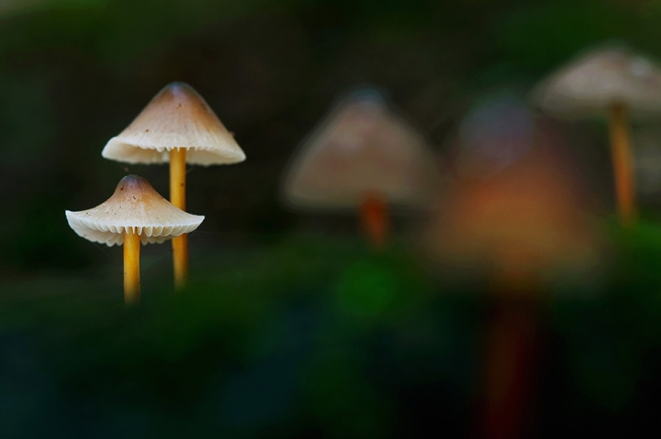 Mycena sp.