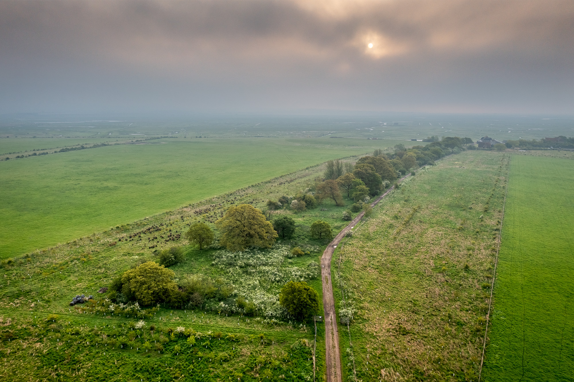 Drone tree line