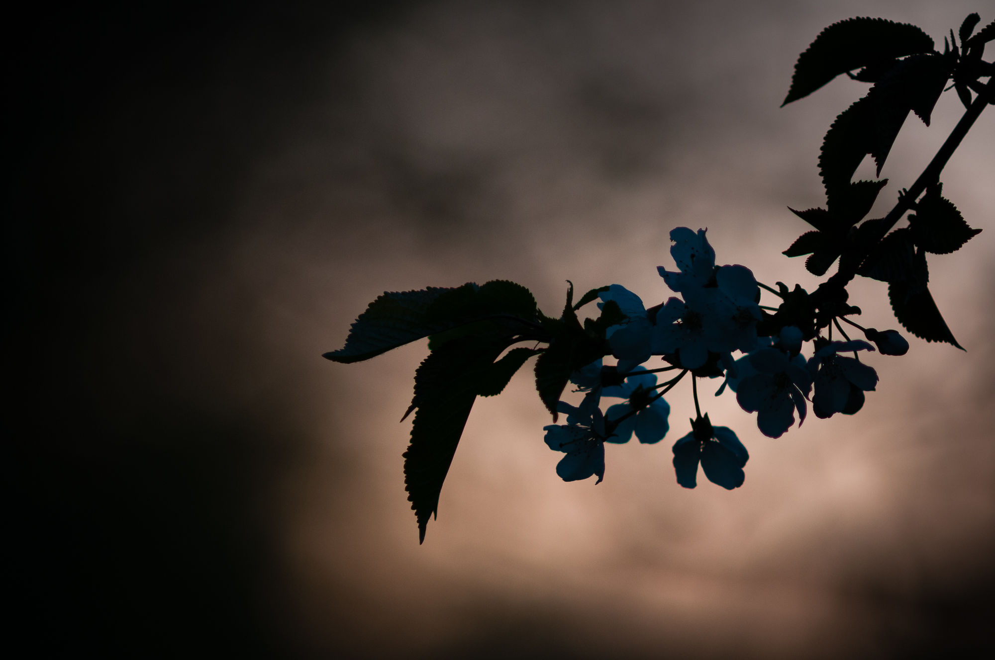 Twilight