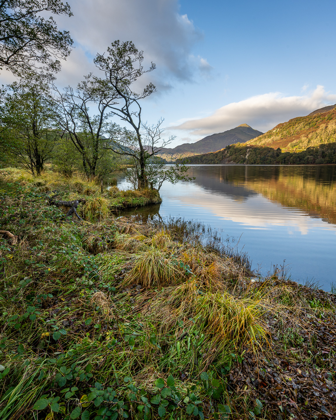 Snowdonia trees by lake