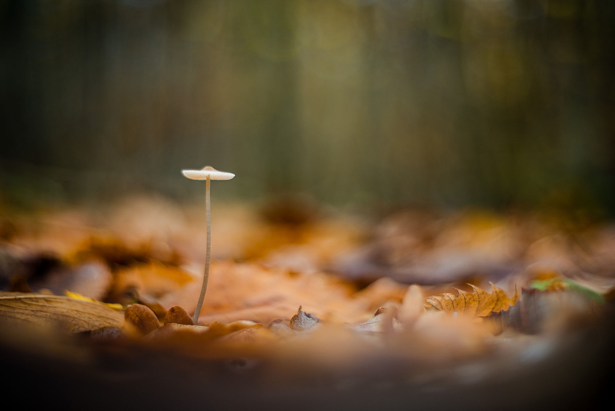 Mycena 50mm