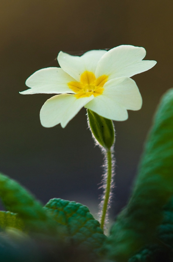 Primrose