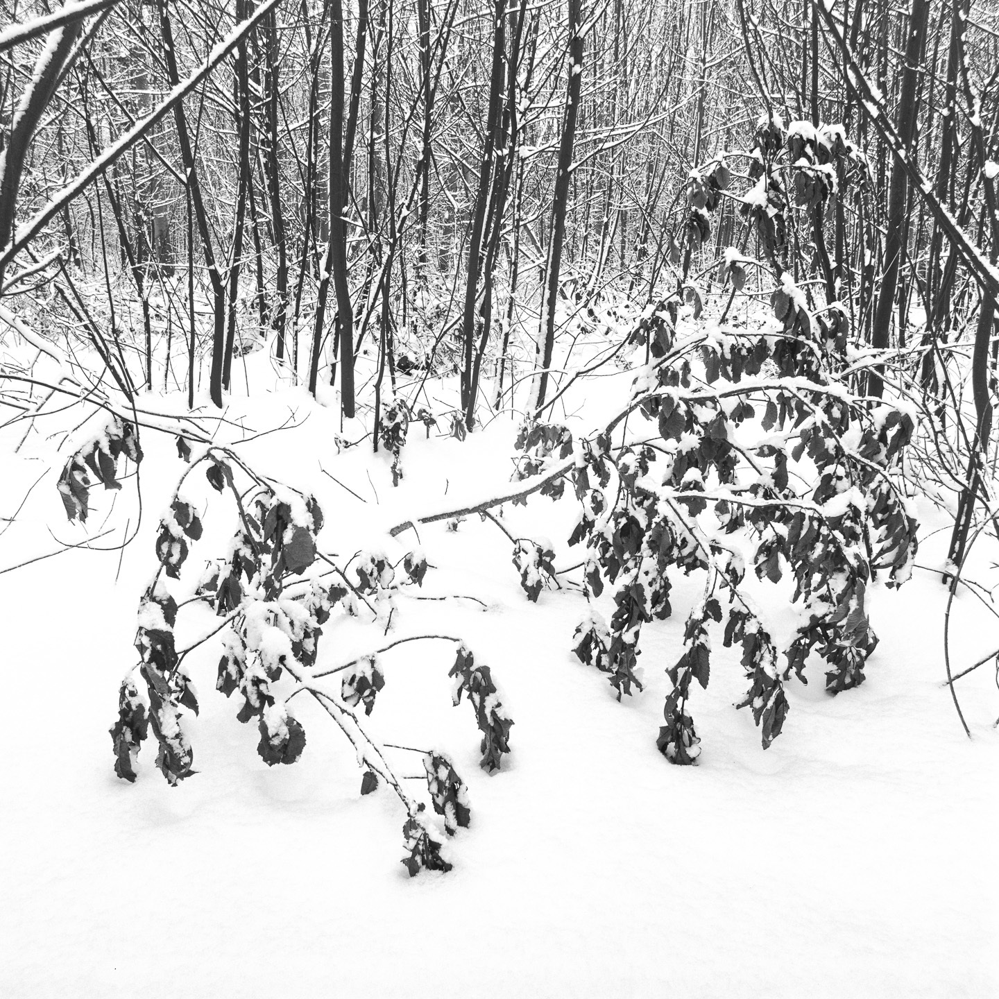snow dingle big branch