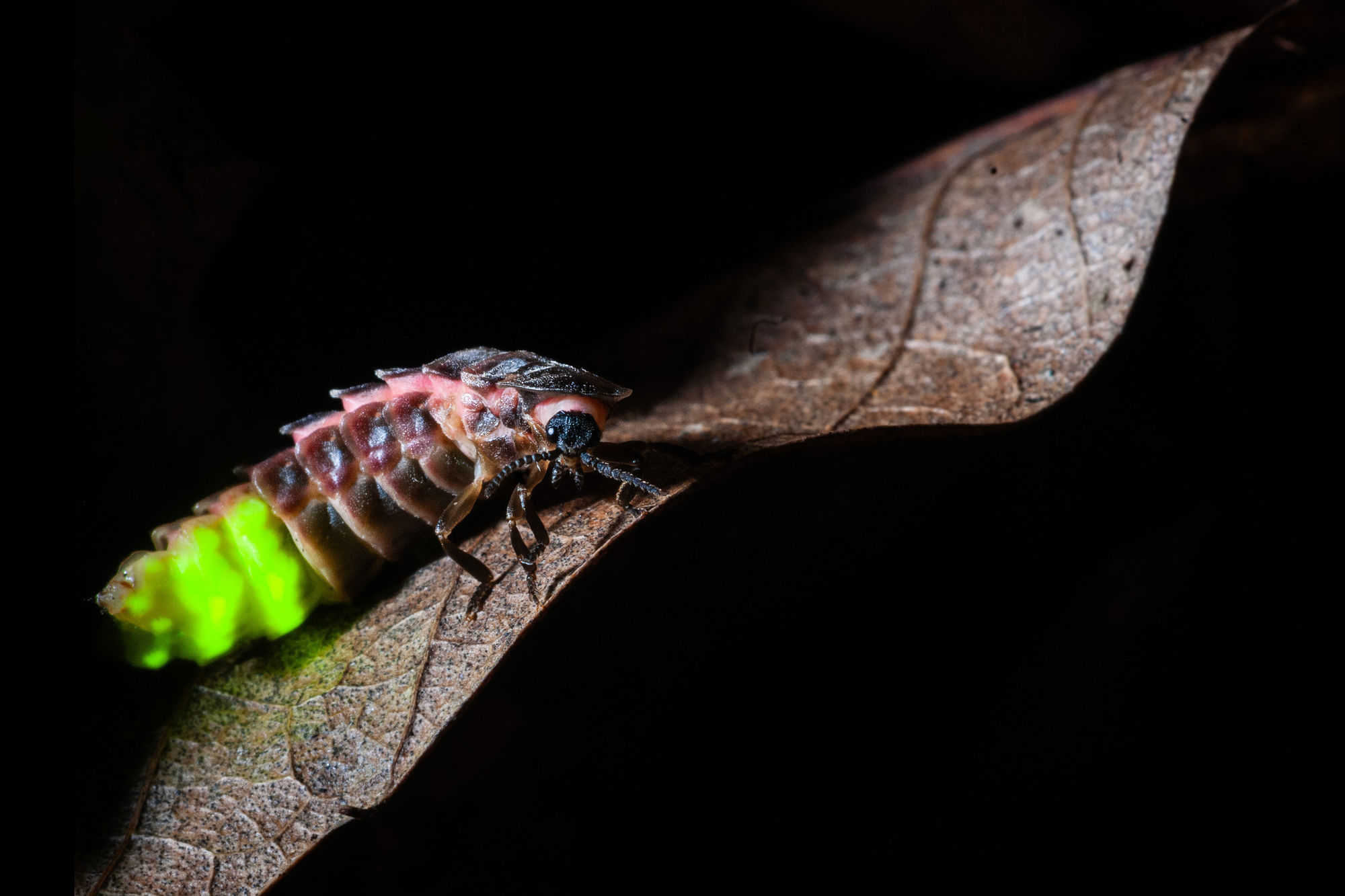 Glow worm