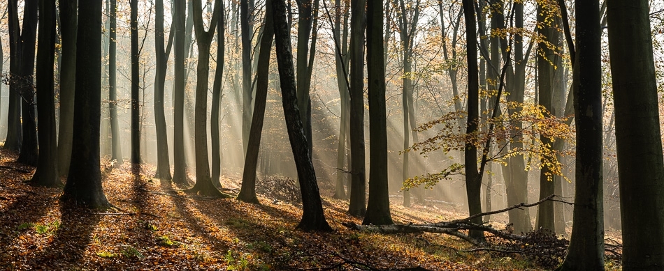Autumn panorama of a beechwood Kent, England
