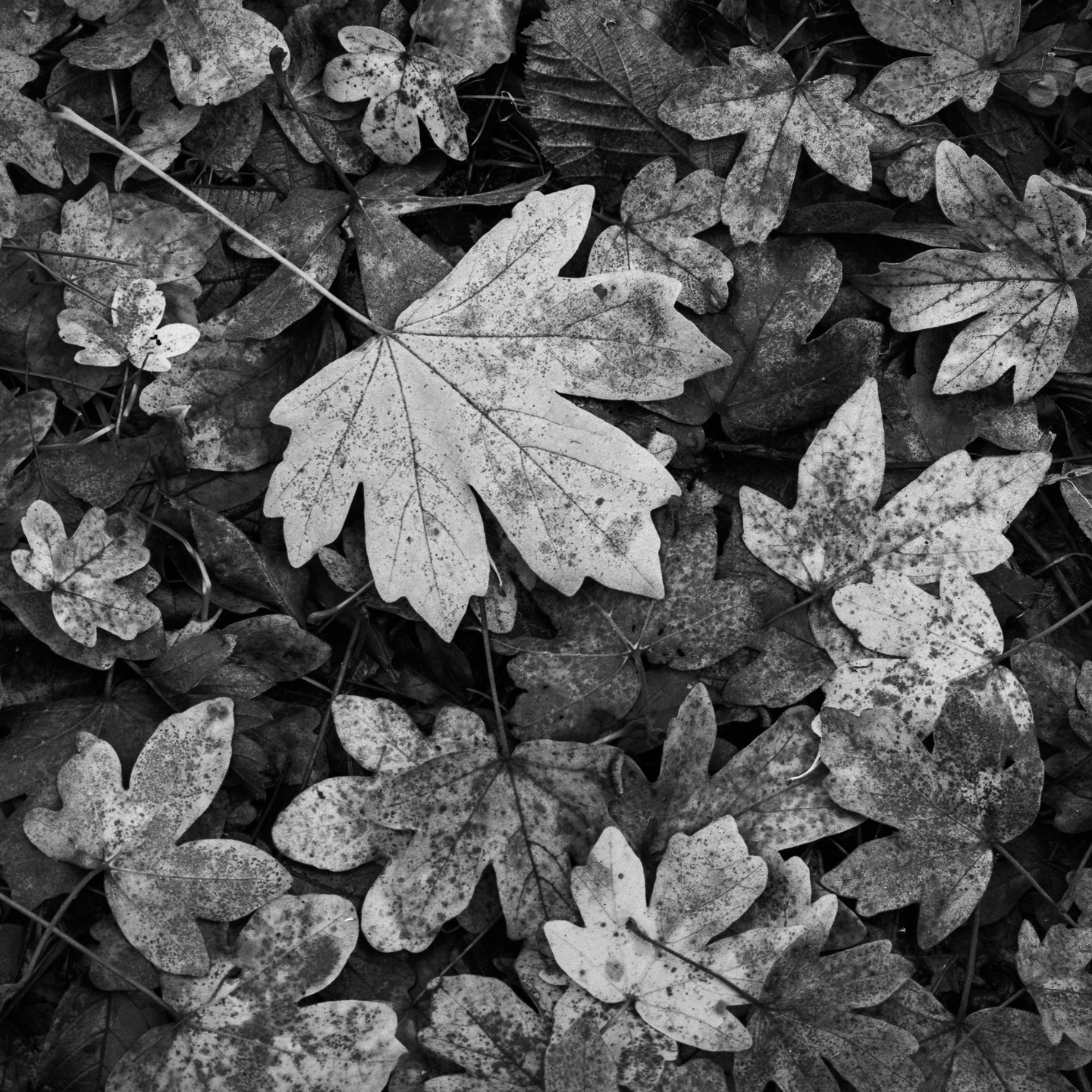 Fallen maple