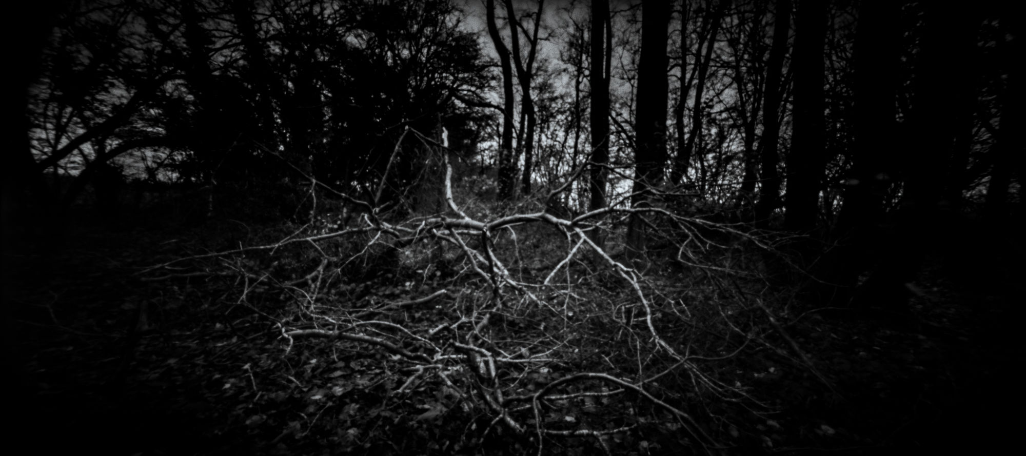 Fallen tree
