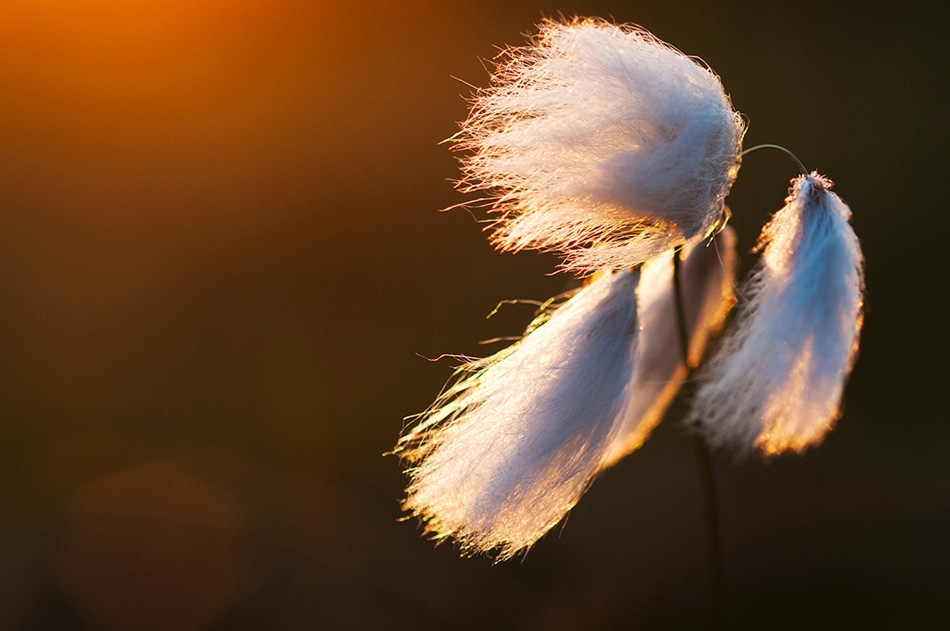 Cotton grass